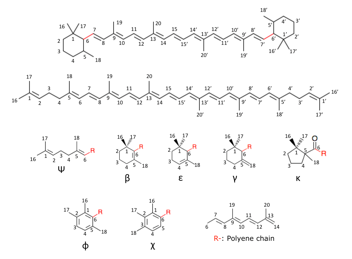 carotenoid_structure_with_c_numbering